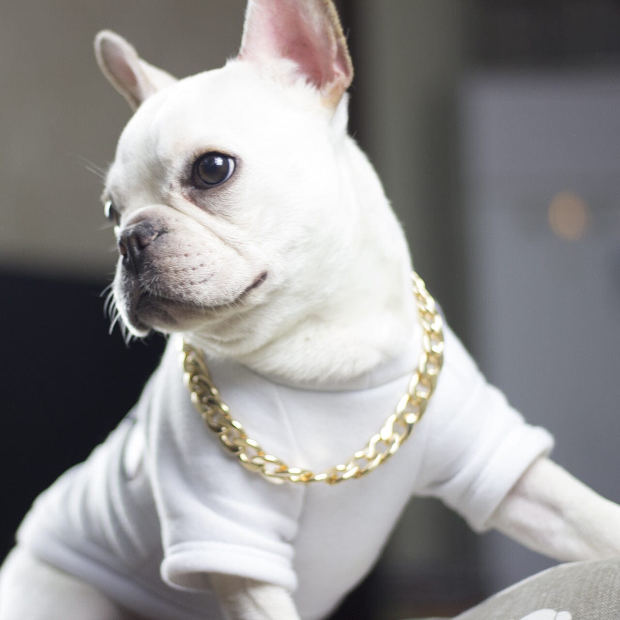 Guldkedja till hund