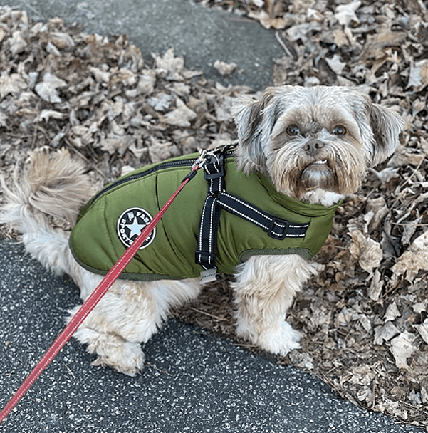Hundjacka med inbyggd sele – varm med reflex